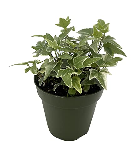 Glacier English Ivy - Easy to Grow, Indoors