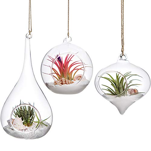 Glass Hanging Planter Air Fern Holder Terrarium Plants