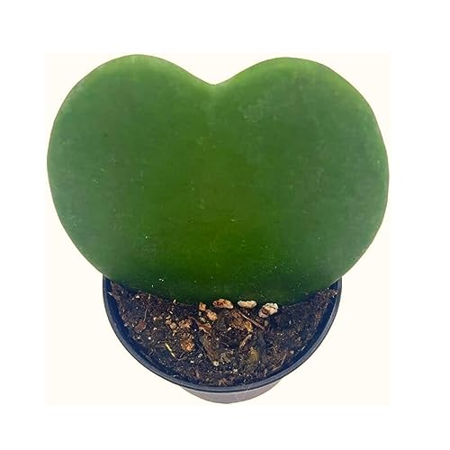 Green Hoya Kerrii Heart Plant