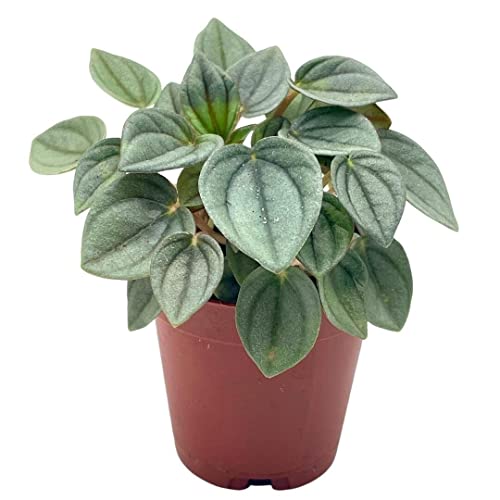 Green Ripple Peperomia Frost, 2 inch, Emerald Ripple Pepper, caperata, albovittata