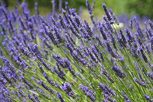 Greenwood Nursery/Live Perennial Plants - Provence Lavender + Lavandula x Intermedia