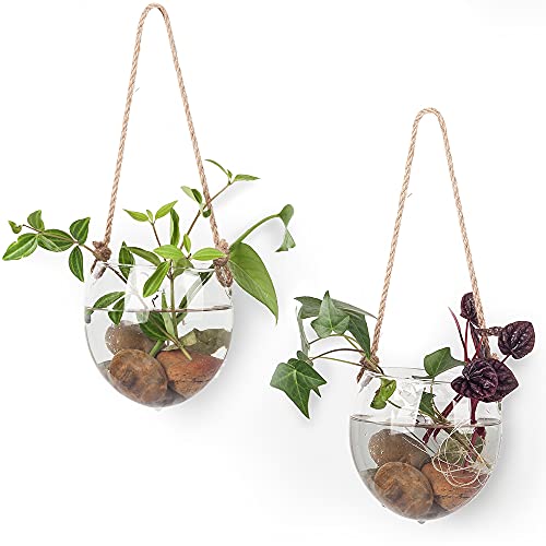 Hanging Glass Terrariums for Plants