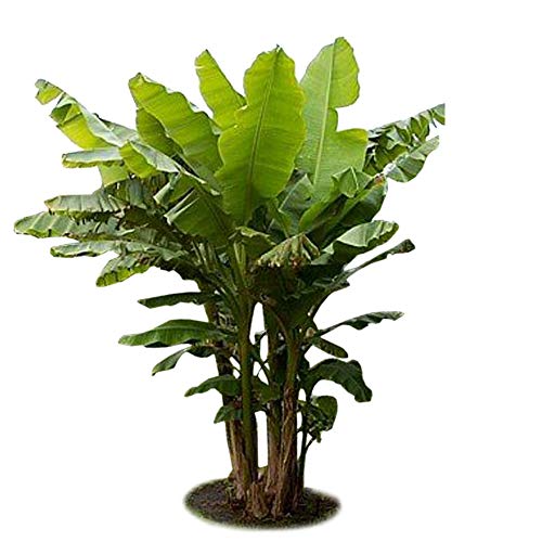 Hardy Basjoo Banana Plant - Musa - 4" Pot