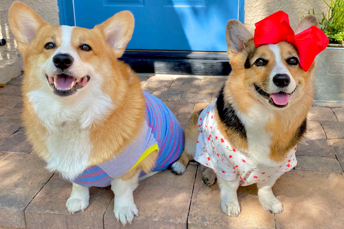 Heartbreaking News: Olivia, Of Viral Corgi Dog Duo ‘Hammy & Olivia,’ Passes Away At 8 After Kidney Emergency