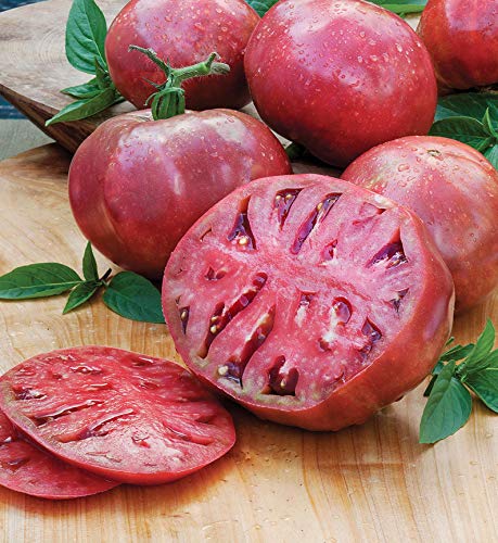 Heirloom Cherokee Purple Tomato Plant