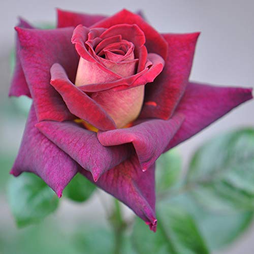 Heirloom Roses Dark Night™ Hybrid Tea Plant
