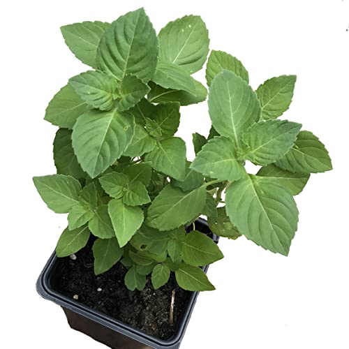 Holy Basil Live Plant, (Ocimum basilicum 'Holy') 2.5 inch Pot - Tulsi - Temperate Basil - Annual - Sweet Scented