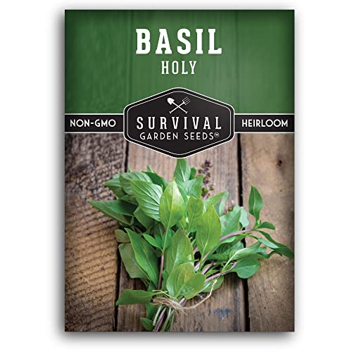 Holy Basil Seed for Planting - Non-GMO Heirloom Variety