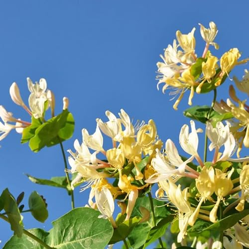 Honeysuckle Plant Live Vine - Enhance Your Garden With Fragrant Blooms