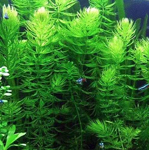 Hornwort Ceratophyllum Live Aquarium Plant Planted Tank Beginner