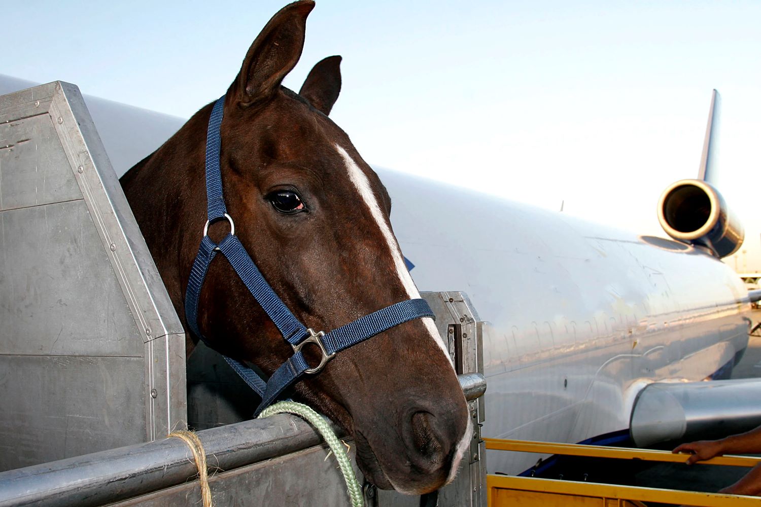 horse-escapes-planes-cargo-hold-forces-emergency-landing-in-nyc