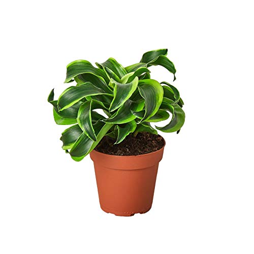 House Plant Shop | Dracanae 'Tornado' - 4" Pot | Live Indoor Plant | Easy to Care | Natural Décor Plant | Great Gifts| Free Care Guide