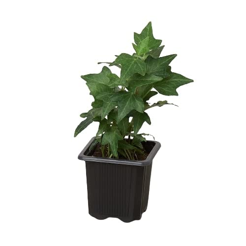 House Plant Shop | English Ivy 'Green' - 3" Pot | Live Indoor Plant | Free Care Guide