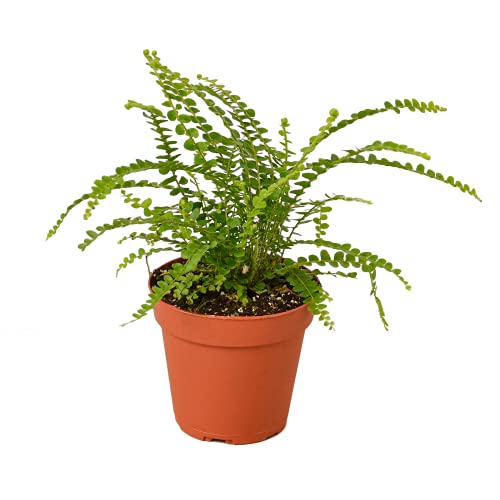 House Plant Shop | Fern 'Lemon Button' - 4" Pot | Live Indoor Plant | Easy to Care | Natural Décor Plant | Great Gifts| Free Care Guide