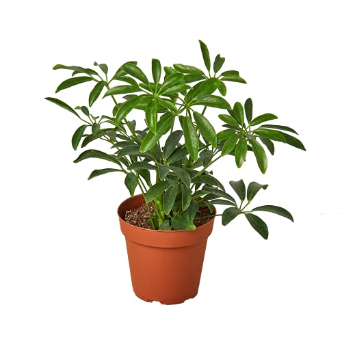 House Plant Shop | Schefflera Arboricola 'Umbrella Plant' - 4" Pot