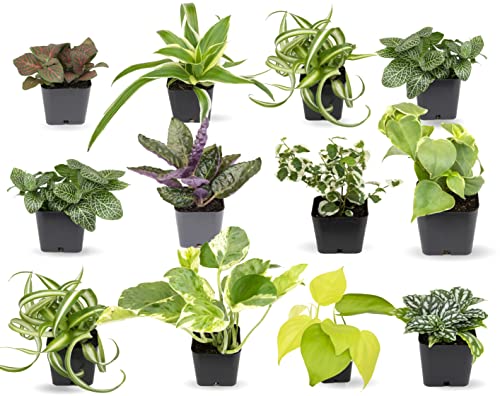 Houseplants (12 Pack) Live House Plants in Plant Containers