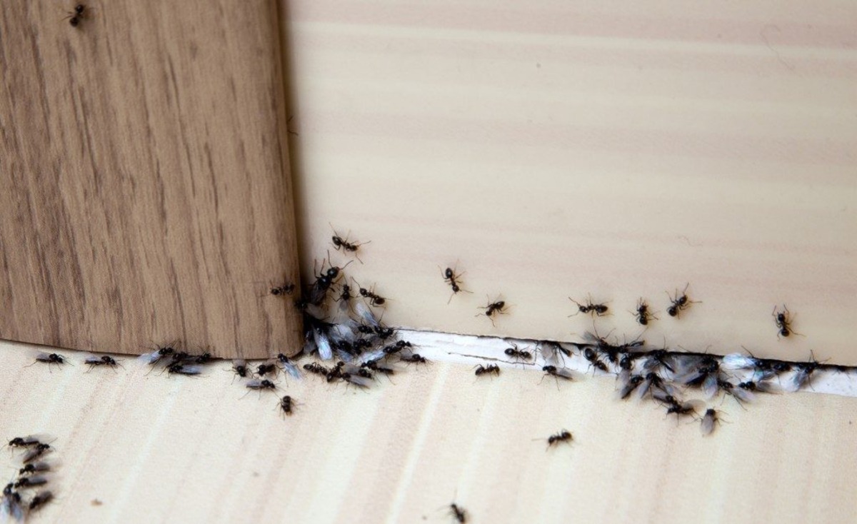 How To Get Ants Out Of Electronics