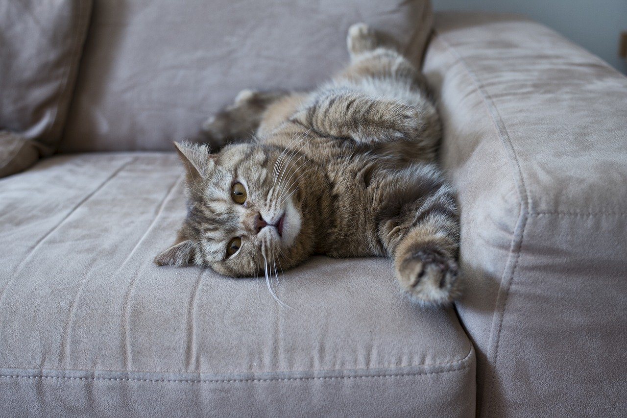how-to-get-cat-urine-out-of-sofa