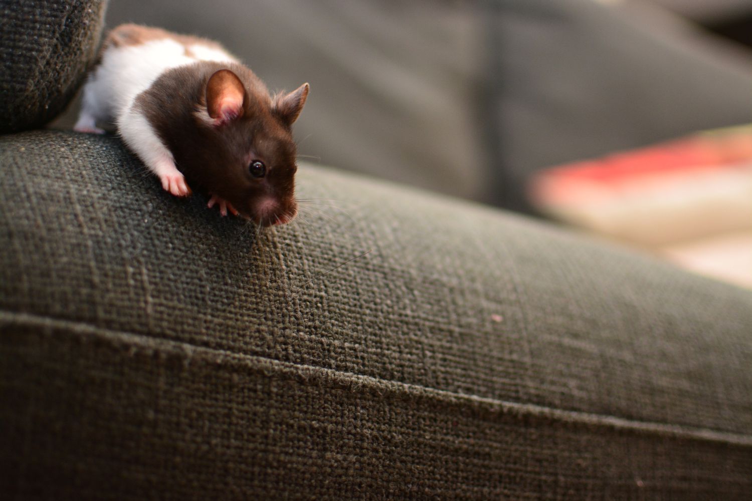 How To Get Rid Of Mice In Sofa