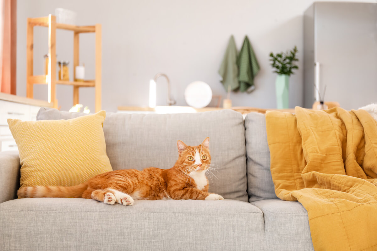 how-to-keep-cat-off-sofa