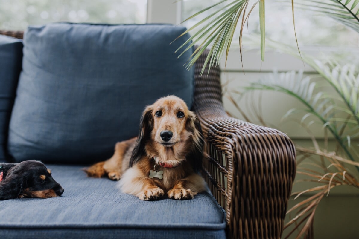How To Keep Dog Off Sofa