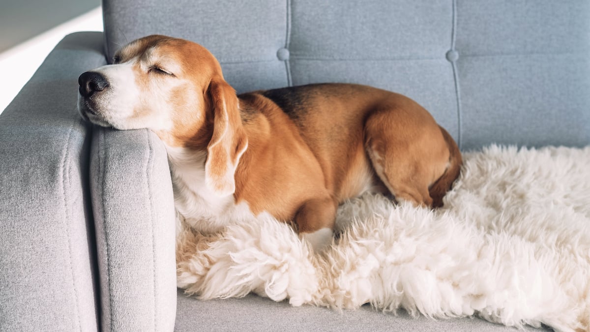 How To Protect Fabric Sofa From Dogs
