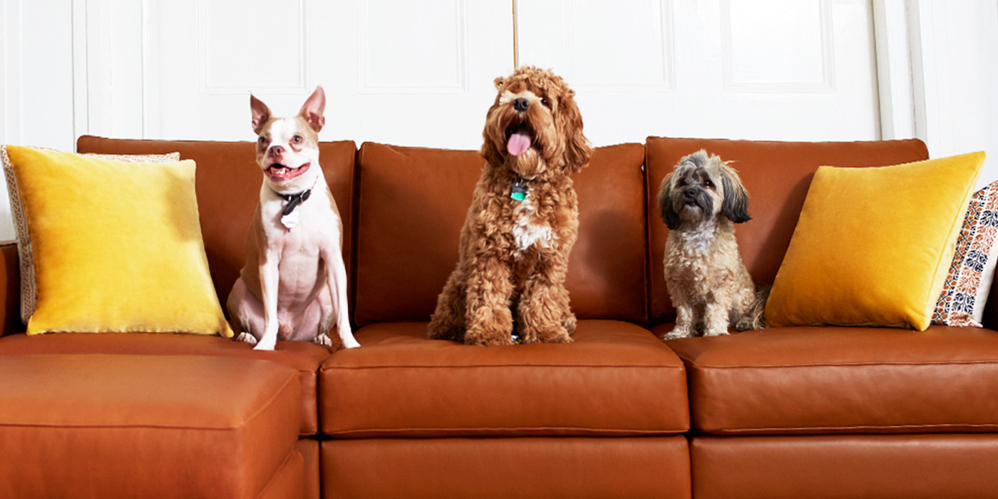 How To Protect Your Sofa From Dogs