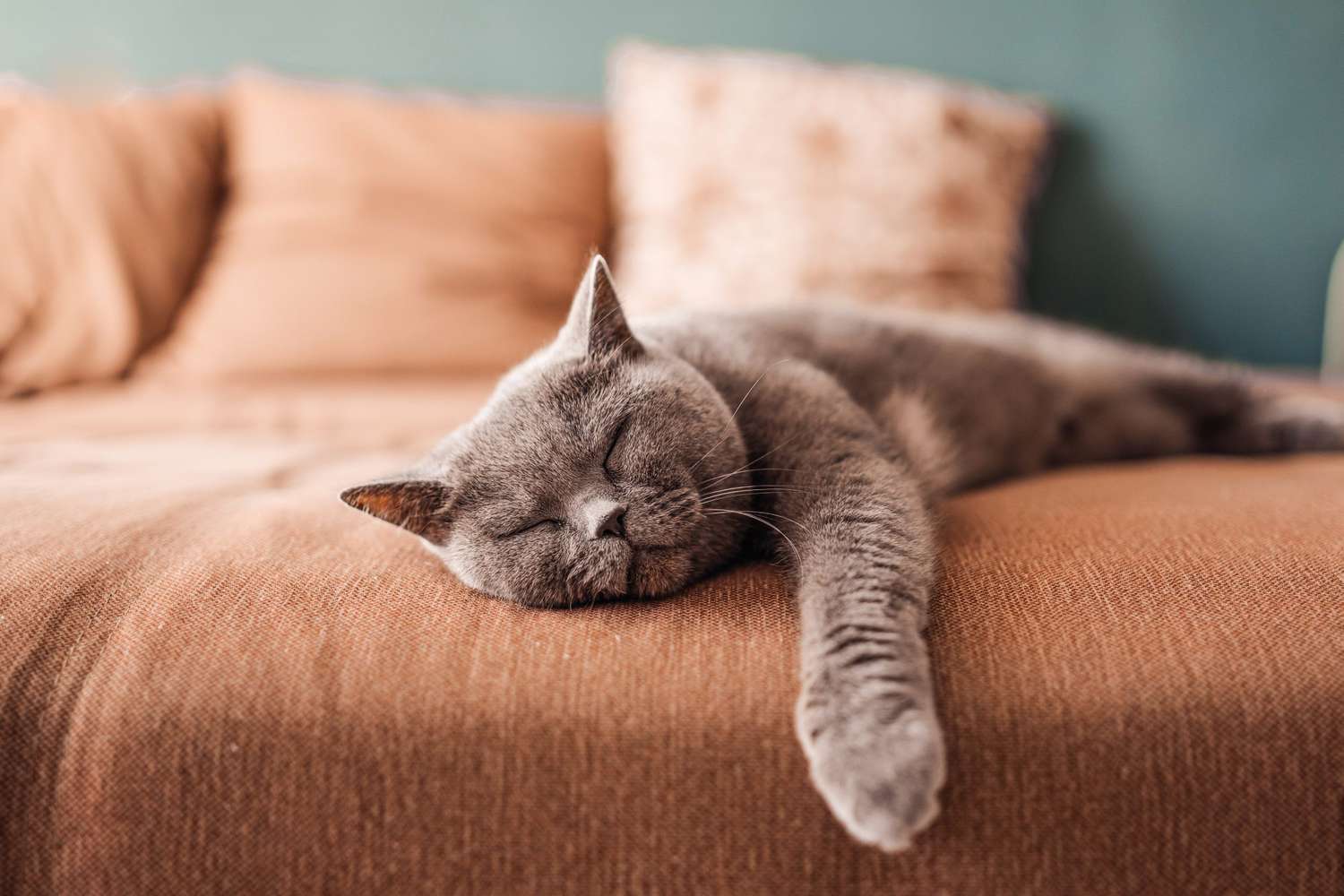 How To Remove Cat Hair From Sofa