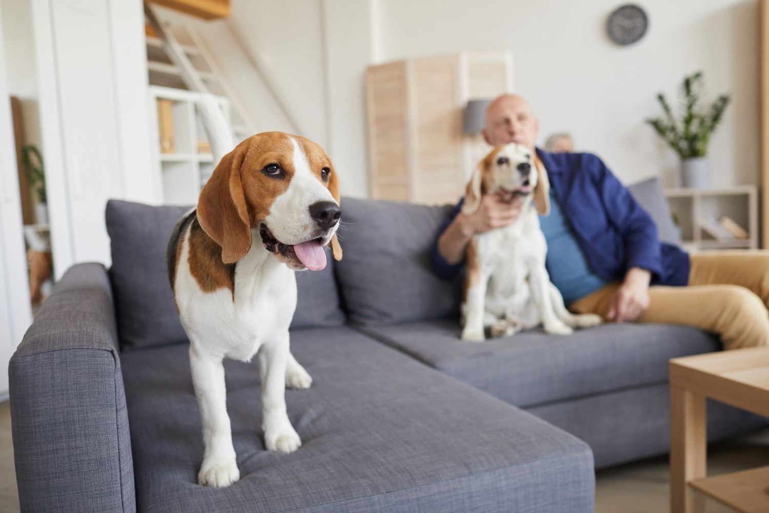How To Remove Dog Urine From Sofa
