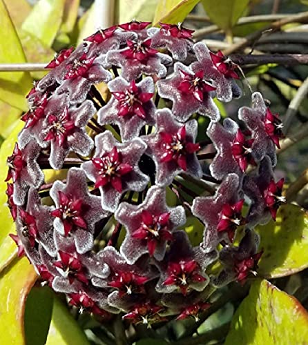 Hoya Publicalyx Red Button Wax Plant Rare Live Establish in 4'" Pot