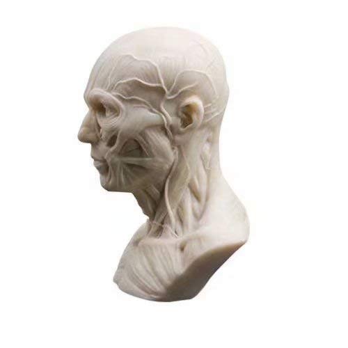 Human Model Anatomy Skull Head Muscle Bone Medical Model