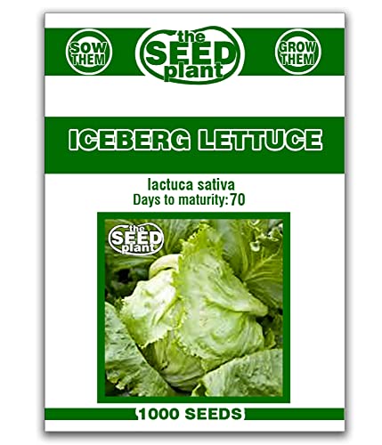 Iceberg Lettuce Non-GMO Seeds - Fresh and Crisp