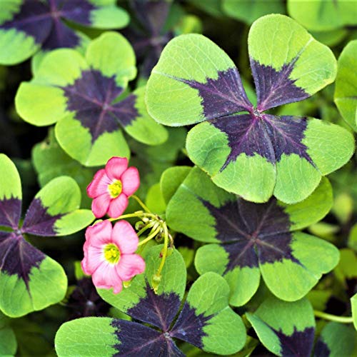 Iron Cross Shamrock Bulbs - 20 Bulbs to Plant - Good Luck Plant - Fast Growing Year Round Color Indoors or Outdoors - Oxalis Shamrock Bulbs - Ships from Iowa, Made in USA