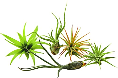 It Blooms 5 Pack Assorted Air Plants