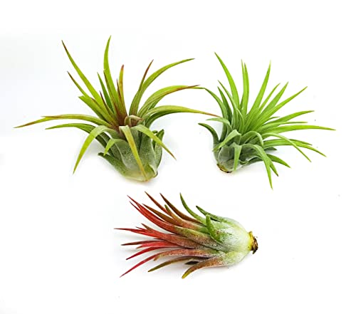 It Blooms Rainforest Grown 3 Pack Ionantha Air Plants Assorted Sizes - Live Tillandsia - 1 to 3 inches - 30 Day Guarantee