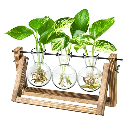 Ivolador Desktop Propagation Station, Bulb Plant Terrarium