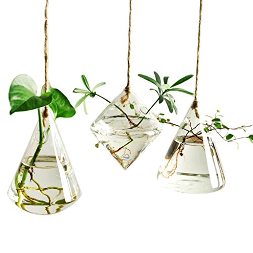 Ivolador Hanging Glass Terrarium for Hydroponic Plants