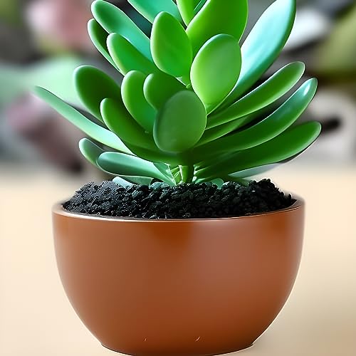 Jade Plant Crassula Ovata - Beautiful and Low-maintenance Houseplant