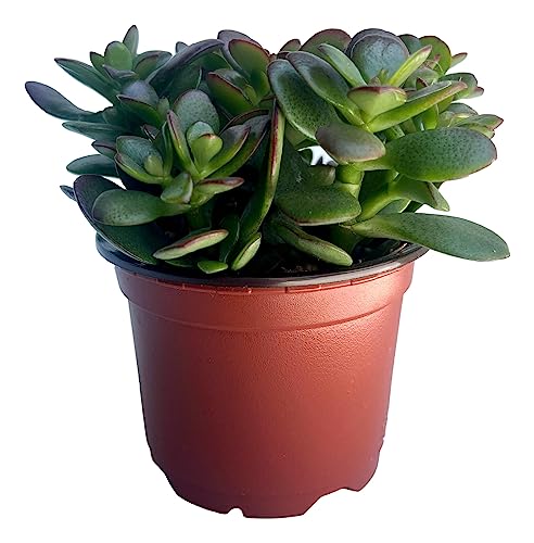 Jade Plant - Easy to Grow