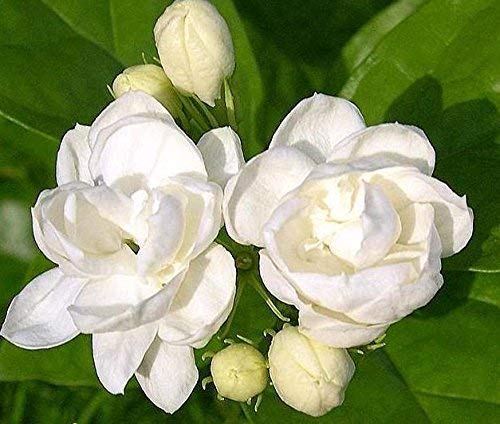 Jasmine Plant with Tiny White Flowers