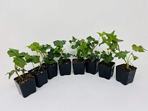Jmbamboo Baltic English Ivy - 8 Plants - Hardy Groundcover