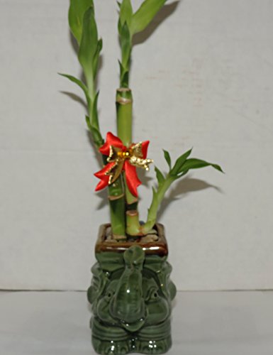 JMBAMBOO- Live 3 Style Lucky Bamboo Plant Arrangement with Ceramic elephant Vase