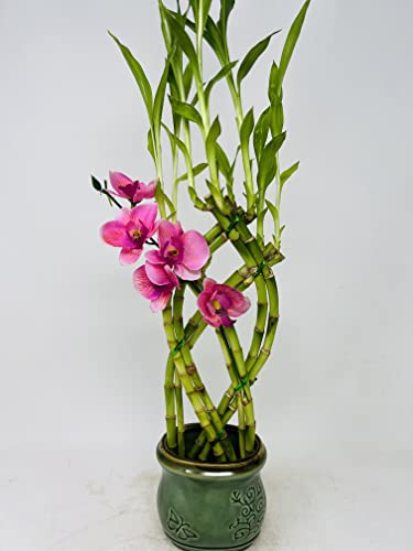 Jmbamboo Lucky Bamboo Plant Arrangement with Green Vase