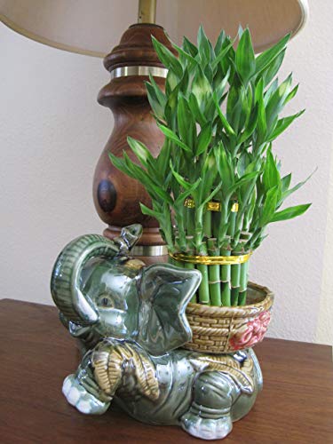 Jumbo Elephant Vase with Lucky Bamboo Plant