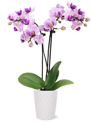 Just Add Ice JA5000 Pink Orchid in White Evi Ceramic Pottery, Live Indoor Plant, Long-Lasting Fresh Flowers, Easy to Grow Gift for Mom, Wife, Mini Kitchen and Bathroom Planter, 2.5" Diameter, 9" Tall