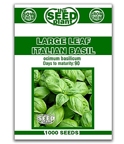 Large Leaf Basil Seeds
