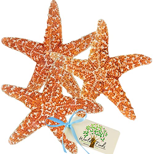 Large Starfish Decor Set - Pack of 3