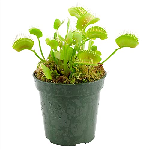 Large Venus Fly Trap Live Plant, Big Green Dionaea Muscipula Carnivorous Plant for Container Gardening, w/Custom Potting Mix