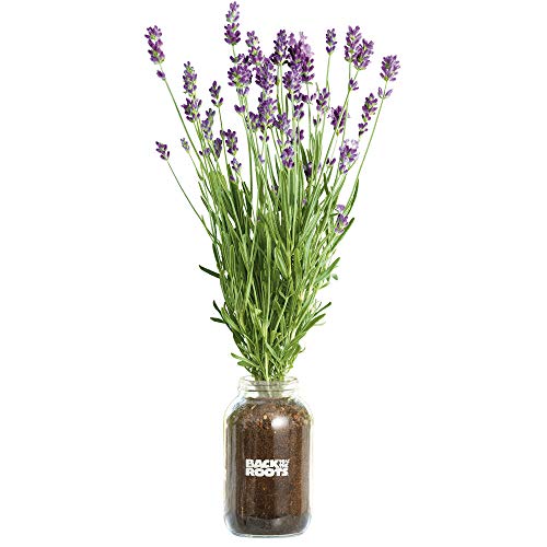 Lavender Organic Windowsill Planter Kit