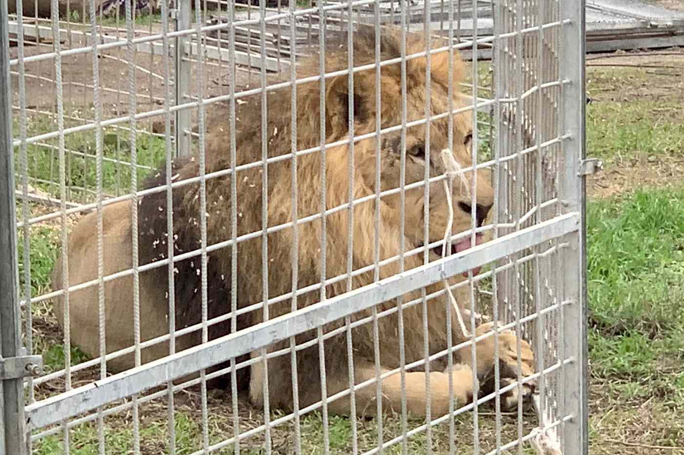 Lion On The Loose: Italian Circus Escape Causes Stir In Rome